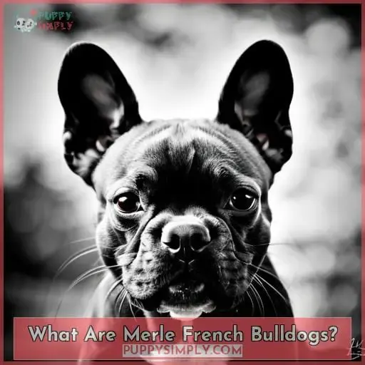 What Are Merle French Bulldogs