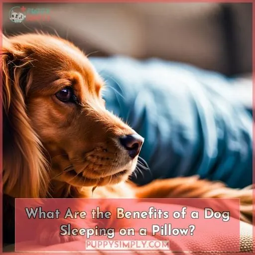 What Are the Benefits of a Dog Sleeping on a Pillow?