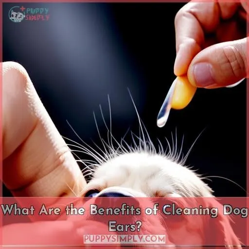 What Are the Benefits of Cleaning Dog Ears?