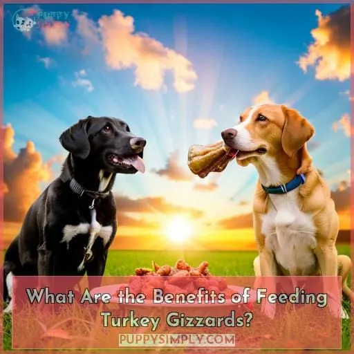 What Are the Benefits of Feeding Turkey Gizzards?
