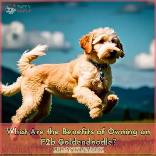 What Are the Benefits of Owning an F2b Goldendoodle?