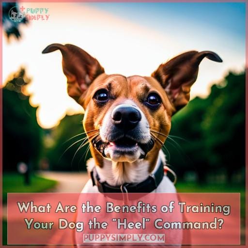 What Are the Benefits of Training Your Dog the “Heel” Command?