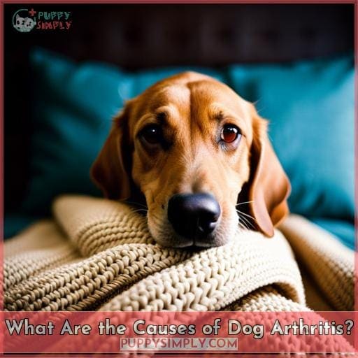 What Are the Causes of Dog Arthritis?