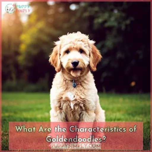 What Are the Characteristics of Goldendoodles?