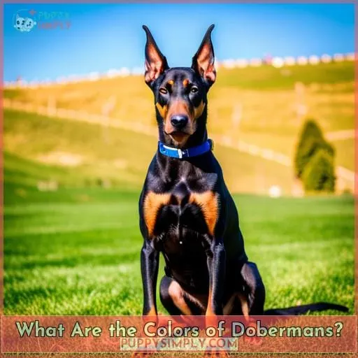 What Are the Colors of Dobermans?