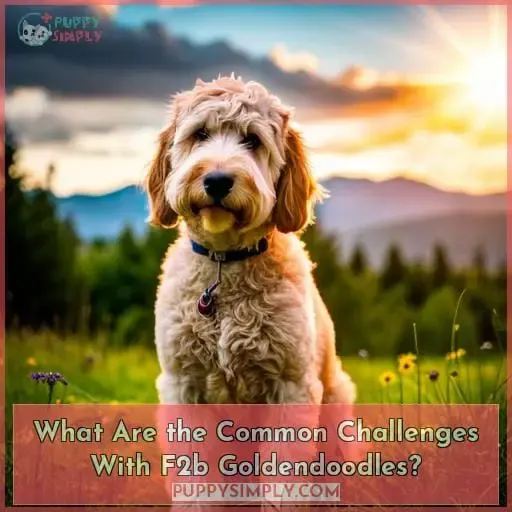 What Are the Common Challenges With F2b Goldendoodles?
