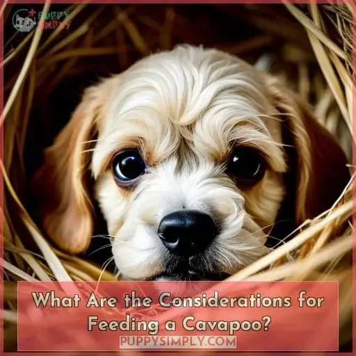 What Are the Considerations for Feeding a Cavapoo?