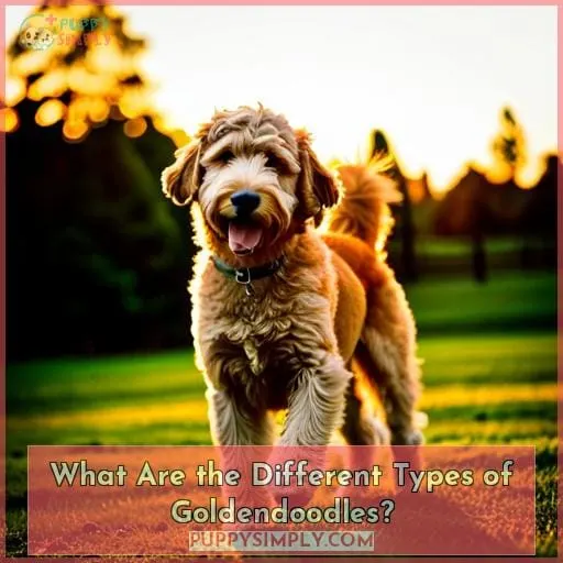 What Are the Different Types of Goldendoodles?