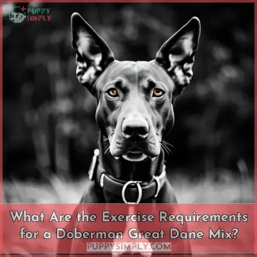 What Are the Exercise Requirements for a Doberman Great Dane Mix?