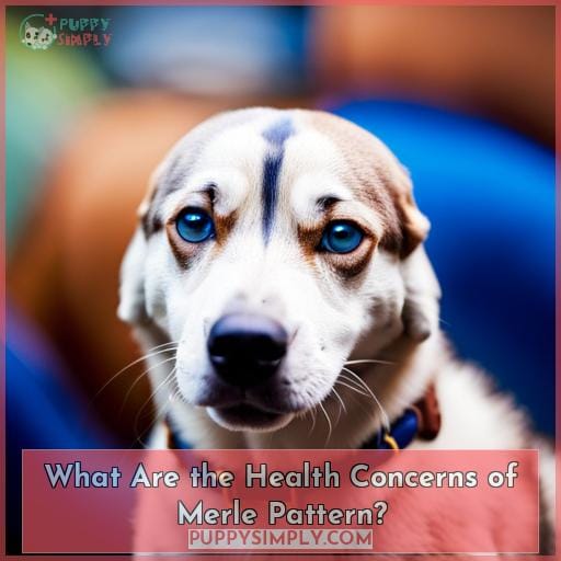 What Are the Health Concerns of Merle Pattern?