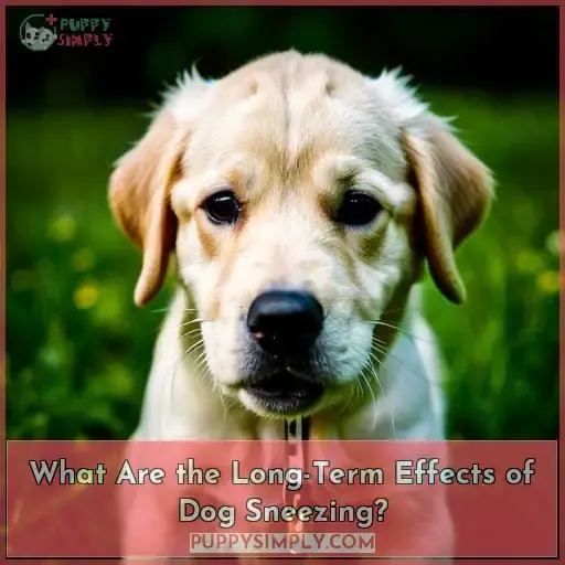 What Are the Long-Term Effects of Dog Sneezing?