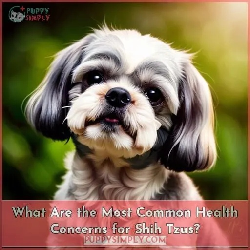 What Are the Most Common Health Concerns for Shih Tzus?
