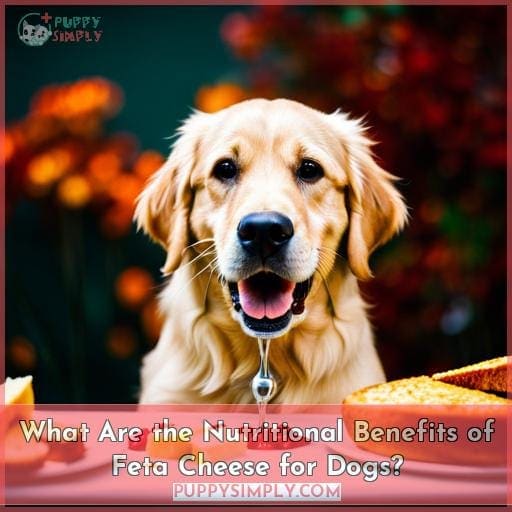 What Are the Nutritional Benefits of Feta Cheese for Dogs?