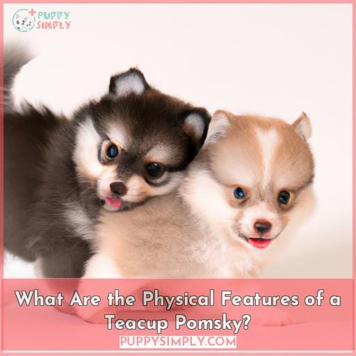 What Are the Physical Features of a Teacup Pomsky