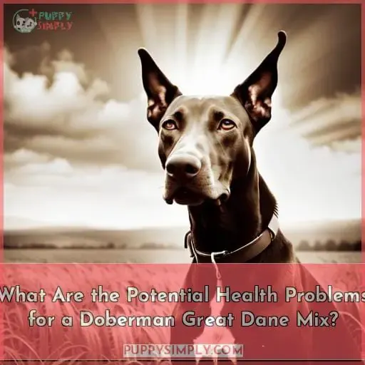 What Are the Potential Health Problems for a Doberman Great Dane Mix?