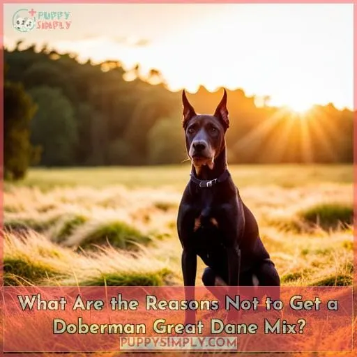 What Are the Reasons Not to Get a Doberman Great Dane Mix?