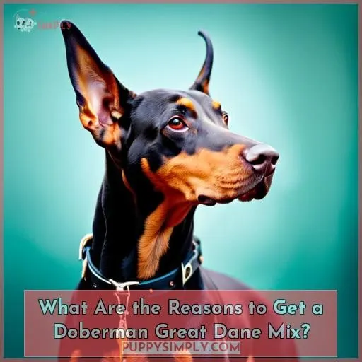 What Are the Reasons to Get a Doberman Great Dane Mix?