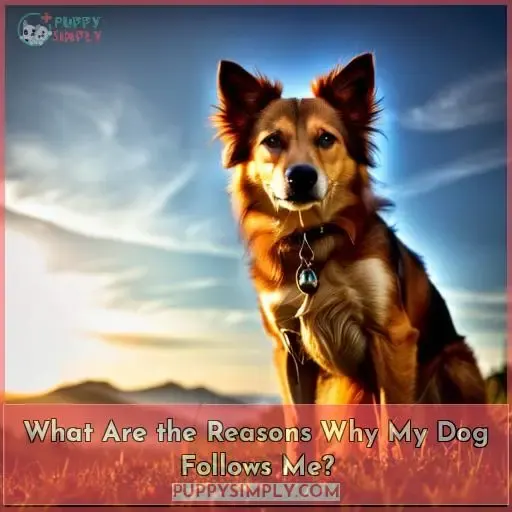 What Are the Reasons Why My Dog Follows Me?