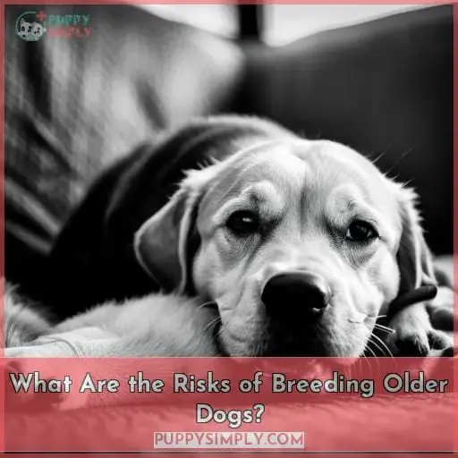 What Are the Risks of Breeding Older Dogs