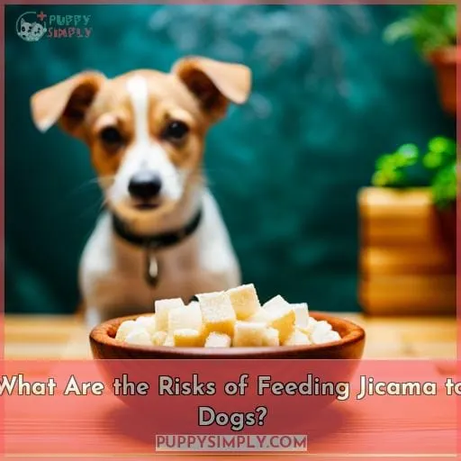 What Are the Risks of Feeding Jicama to Dogs?