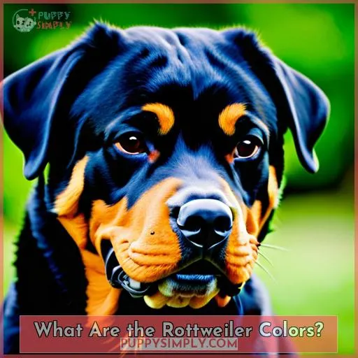 What Are the Rottweiler Colors?