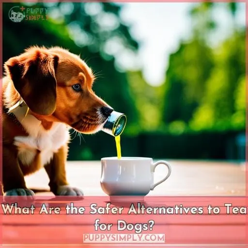 What Are the Safer Alternatives to Tea for Dogs?