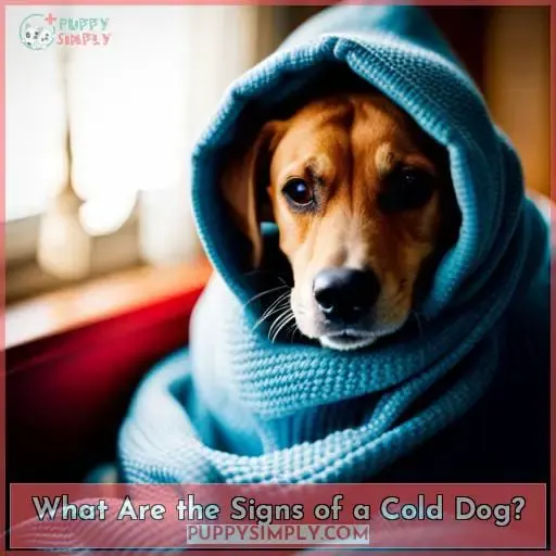 What Are the Signs of a Cold Dog?