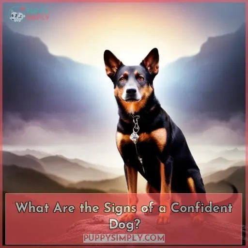 What Are the Signs of a Confident Dog?