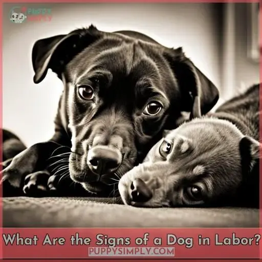 What Are the Signs of a Dog in Labor?