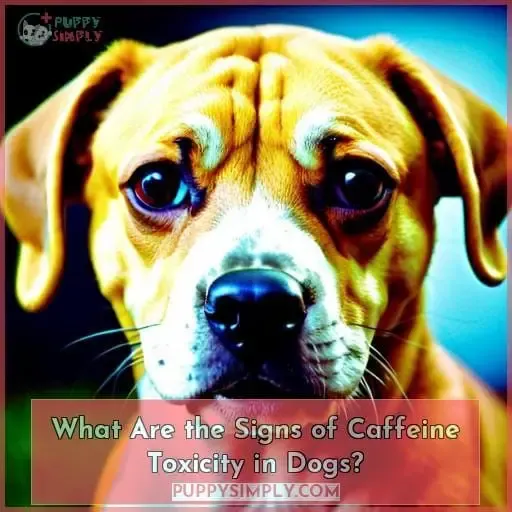 What Are the Signs of Caffeine Toxicity in Dogs?
