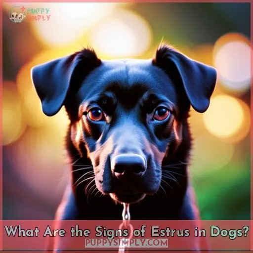 What Are the Signs of Estrus in Dogs?