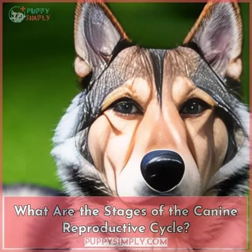 What Are the Stages of the Canine Reproductive Cycle?