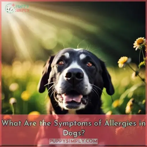 What Are the Symptoms of Allergies in Dogs?