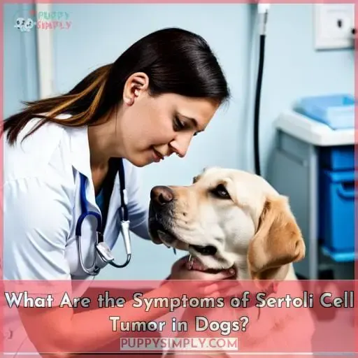 What Are the Symptoms of Sertoli Cell Tumor in Dogs