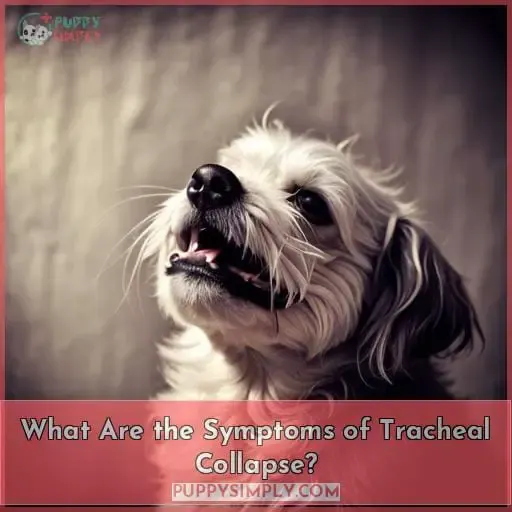 What Are the Symptoms of Tracheal Collapse