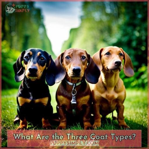 What Are the Three Coat Types?