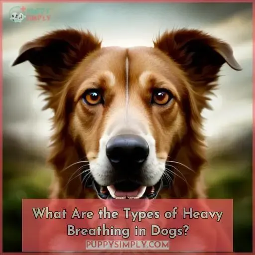 What Are the Types of Heavy Breathing in Dogs?