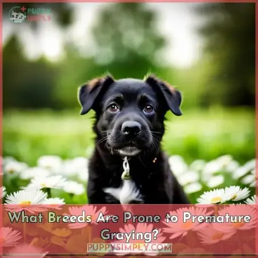 What Breeds Are Prone to Premature Graying?