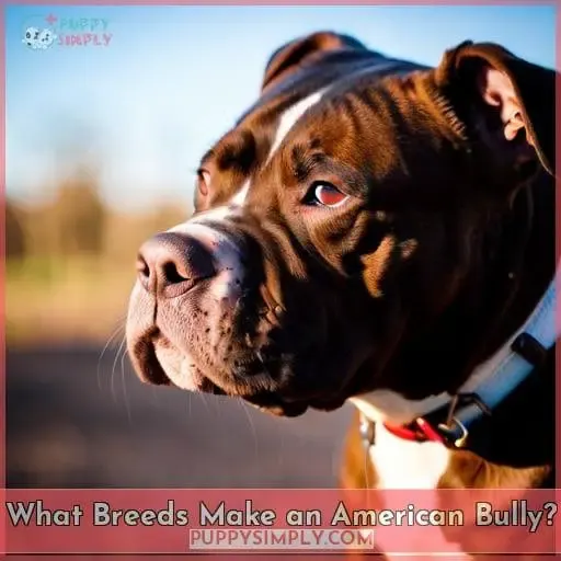 What Breeds Make an American Bully?