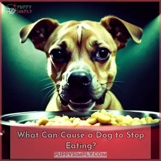 What Can Cause a Dog to Stop Eating?