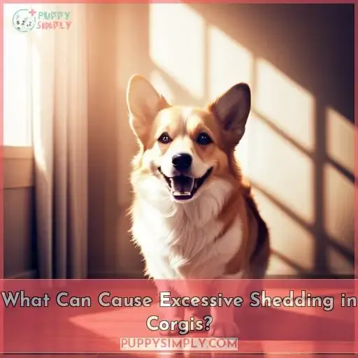 What Can Cause Excessive Shedding in Corgis