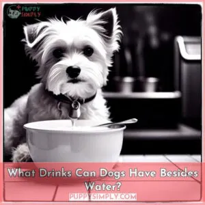 what can dogs drink besides water
