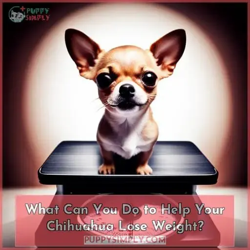 What Can You Do to Help Your Chihuahua Lose Weight?