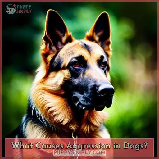 What Causes Aggression in Dogs?