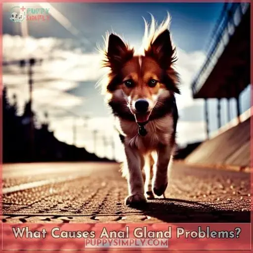What Causes Anal Gland Problems?