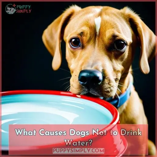 What Causes Dogs Not to Drink Water?