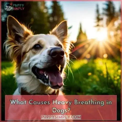 What Causes Heavy Breathing in Dogs?