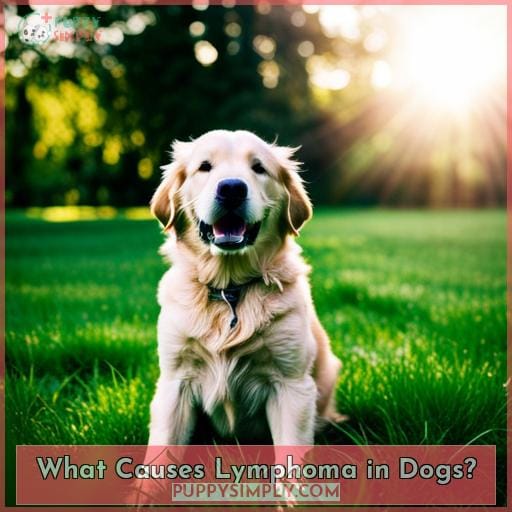 What Causes Lymphoma in Dogs?