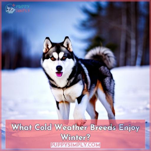 What Cold Weather Breeds Enjoy Winter?