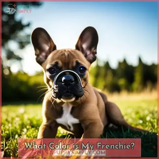 What Color is My Frenchie